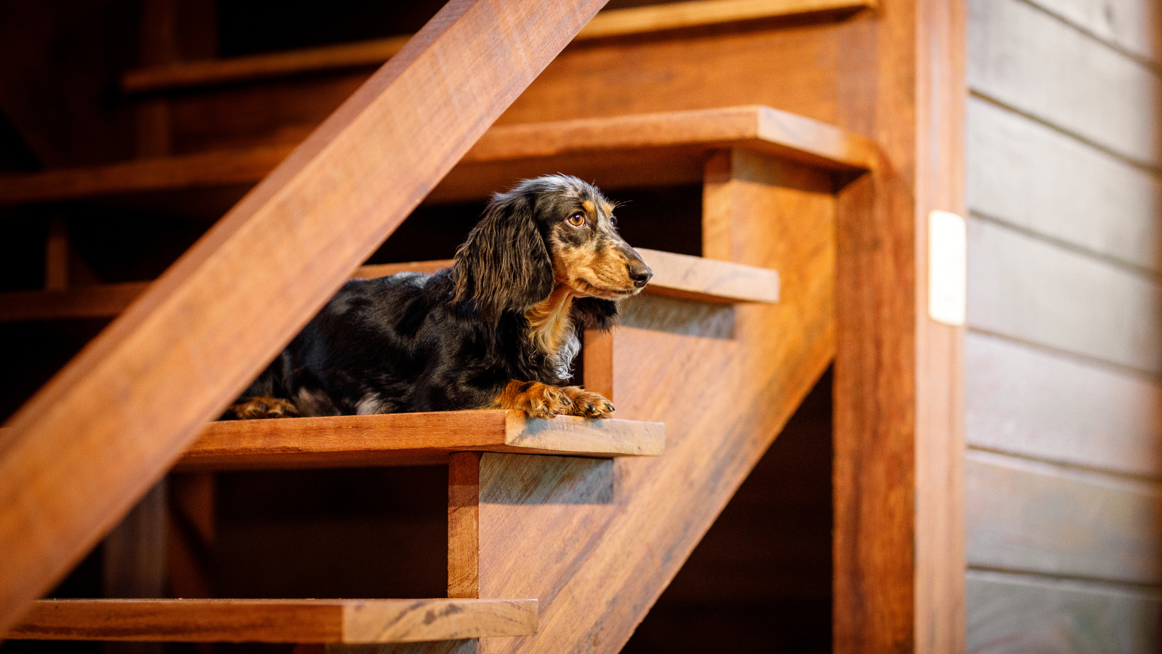 How Do I Make my Outdoor Stairs Less Slippery for my Dog?
